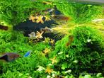 Blue Coral Calico Platy jonge visjes, Dieren en Toebehoren, Vissen | Aquariumvissen, Vis