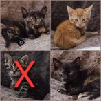3 lieve kittens (huiskat/europese korthaar) te koop, Dieren en Toebehoren, Katten en Kittens | Raskatten | Korthaar, Meerdere dieren