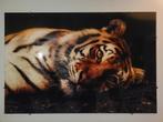Plexiglas Schilderij Tijger 180x120cm, Ophalen, 125 cm of meer, Zo goed als nieuw, Schilderij