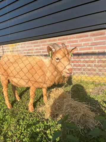 Dwerg geiten bok mokka kleur.  beschikbaar voor biedingen