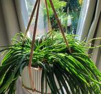Prachtige Rhipsalis met hanger en pot, Huis en Inrichting, Kamerplanten, Ophalen, Overige soorten, Halfschaduw, Minder dan 100 cm