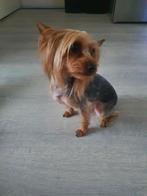 hond york, Dieren en Toebehoren, Overige rassen, 1 tot 2 jaar, Teef, Eén hond