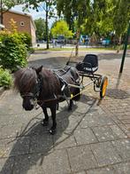 Lieve mini shetlander merrie en ook sulky en trailer, Dieren en Toebehoren, Pony's, Merrie, Met stamboom, A pony (tot 1.17m), 7 tot 10 jaar
