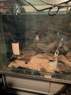 hamster met kooi, Dieren en Toebehoren, Knaagdieren en Konijnen | Hokken en Kooien, Kooi, Zo goed als nieuw, Hamster, 75 tot 110 cm