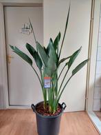 XL Strelitzia Reginae-Paradijsvogelbloem/Paradijsvogelplant, Huis en Inrichting, Ophalen, Overige soorten, Halfschaduw, Bloeiende kamerplant
