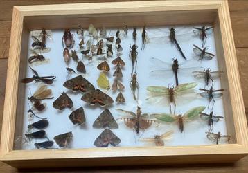 Taxidermie insecten beschikbaar voor biedingen