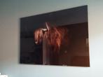 Glazen Schilderij Schotse Hooglander, Ophalen, Zo goed als nieuw, Schilderij, 100 tot 125 cm