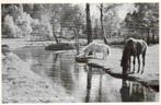 148 Heelsum Doorwerth Heelsumse Beek 1955 gelopen, Verzamelen, Ansichtkaarten | Nederland, Ophalen of Verzenden, 1940 tot 1960