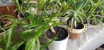 Alloeverra planten, Ophalen, Overige soorten