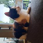 Luna 7 zoekt huis, Poes, 6 jaar of ouder
