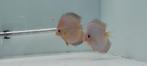 7 Discusvissen, Dieren en Toebehoren, Vissen | Aquariumvissen, Vis