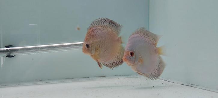 7 Discusvissen, Dieren en Toebehoren, Vissen | Aquariumvissen, Vis