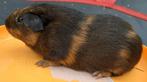 Twee jonge cavia zeugjes, Dieren en Toebehoren, Knaagdieren, Cavia, Vrouwelijk, Mei, Tam