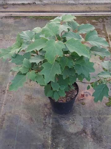 Eikenbladhortensia ( Hydrangea quercifolia) beschikbaar voor biedingen
