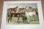 2 antieke kleurenlitho's - Verschillende paardenrassen !!, Gebruikt, Ophalen of Verzenden, Voor 1940
