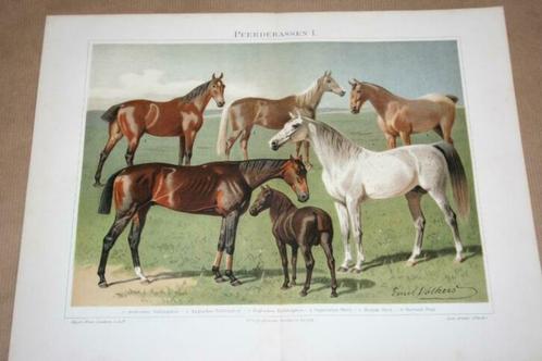 2 antieke kleurenlitho's - Verschillende paardenrassen !!, Verzamelen, Foto's en Prenten, Gebruikt, Voor 1940, Ophalen of Verzenden