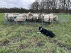 Weiland te huur gezocht, Dieren en Toebehoren