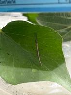 PSG 1 Carausius morosus / Indische wandelende tak., Dieren en Toebehoren, Insecten en Spinnen, Overige soorten