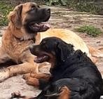 Verwacht Sint Bernard x Berner sennen x Mastiff, Dieren en Toebehoren, Meerdere, Meerdere dieren, Nederland, Particulier