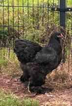 Zwarte grote Brahma’s, Dieren en Toebehoren, Pluimvee, Meerdere dieren, Kip