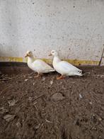 Witte Kwakertjes, Dieren en Toebehoren, Vogels | Overige Vogels, Meerdere dieren