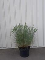 siergras festuca glauca elijah blue, Ophalen, Zomer, Vaste plant, Siergrassen