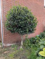 Hulst op wokkel stam, Ophalen, 250 tot 400 cm