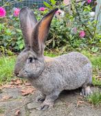 GROTE Duitse reus ram, OUDERS ERG GROOT, gevaccineerd, Dieren en Toebehoren, Konijnen, Mannelijk, Groot, 0 tot 2 jaar