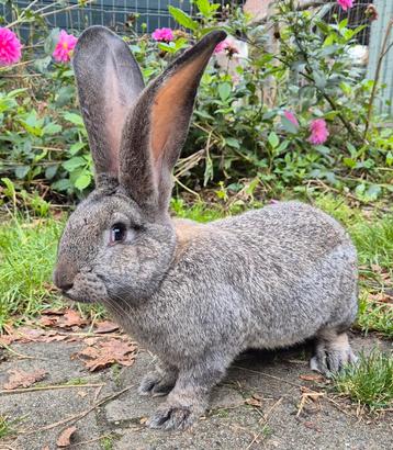GROTE Duitse reus ram, OUDERS ERG GROOT, gevaccineerd  beschikbaar voor biedingen