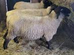 2 jarige Suffolk ram te koop, Vrouwelijk, Schaap