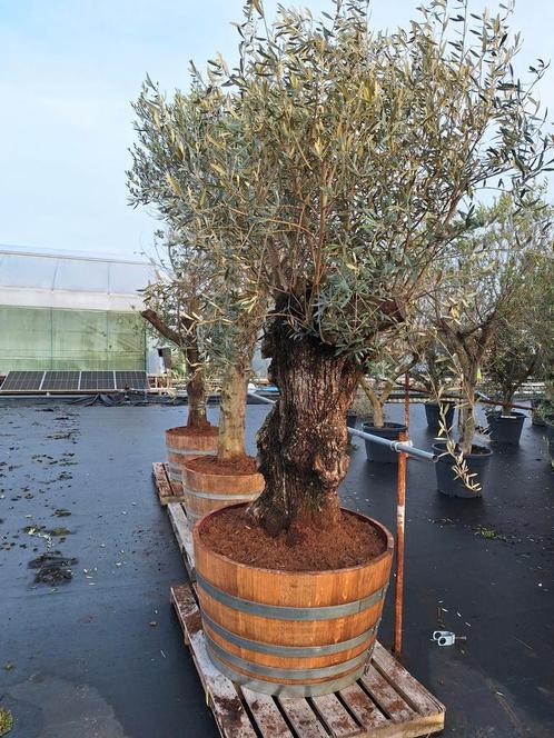 Prachtige oude olijfboom, stamomtrek 100/120cm!, Tuin en Terras, Planten | Bomen, Olijfboom, 100 tot 250 cm, Volle zon, Ophalen of Verzenden