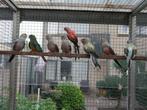 bourkes, Dieren en Toebehoren, Vogels | Parkieten en Papegaaien, Meerdere dieren, Parkiet