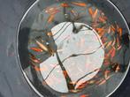 koi karpers, Dieren en Toebehoren, Vissen | Vijvervissen, Karper of Koi