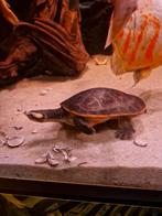 Roodbuikspitskop schildpadden, Dieren en Toebehoren, Reptielen en Amfibieën, Schildpad, 0 tot 2 jaar