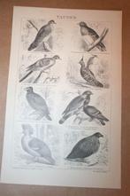 Antieke prent - Diverse soorten duiven - Circa 1885 !!, Verzamelen, Foto's en Prenten, Gebruikt, Ophalen of Verzenden, Voor 1940