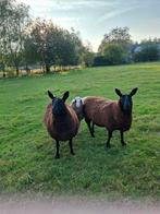 Twee Borderleicester Ooien, Dieren en Toebehoren, Schapen, Geiten en Varkens, Vrouwelijk, Schaap