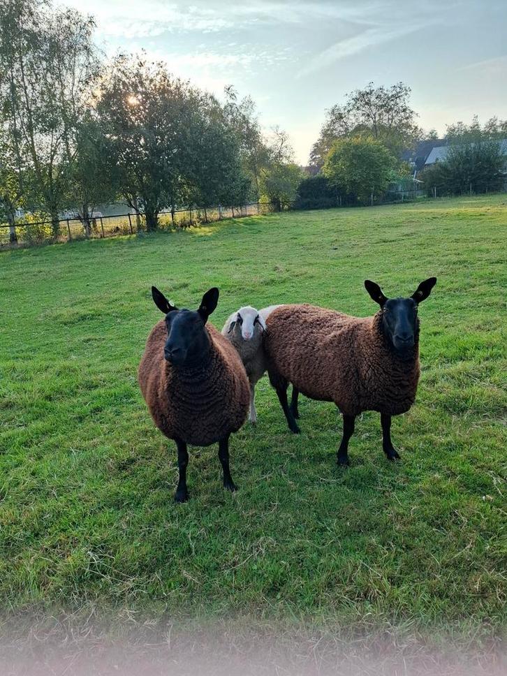 Twee Borderleicester Ooien, Dieren en Toebehoren, Schapen, Geiten en Varkens, Schaap, Vrouwelijk