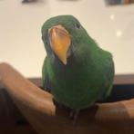 Edelpapegaai. Bijna 6 maanden, Dieren en Toebehoren, Mannelijk