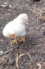 Wyandotte krielkippen, Dieren en Toebehoren, Meerdere dieren, Kip