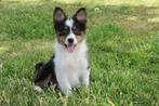 Leuke Australian Shepherd x Golden Retriever pups teefjes, Dieren en Toebehoren, Nederland, CDV (hondenziekte), 8 tot 15 weken