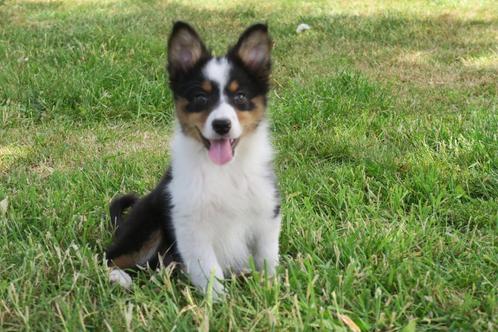 Leuke Australian Shepherd x Golden Retriever pups teefjes, Dieren en Toebehoren, Honden | Herdershonden en Veedrijvers, Teef, Herder
