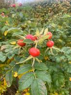 Roze bottel struik, Ophalen of Verzenden, Overige soorten, Minder dan 100 cm