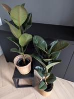 2 Planten Ficus Robusta zeer netjes, Huis en Inrichting, Ophalen, Ficus, Halfschaduw, Minder dan 100 cm