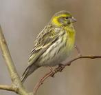 1-1 Europese kanarie, Meerdere dieren, Wildzangvogel, Geringd