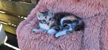 ***maine coon x poesje** mag meteen mee ! beschikbaar voor biedingen