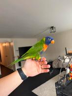 Tamme Lori Papegaai, Dieren en Toebehoren, Vogels | Parkieten en Papegaaien, Mannelijk, Papegaai, Tam