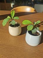 Madagascar Jewel plantje, Huis en Inrichting, Kamerplanten, Ophalen, Halfschaduw, Minder dan 100 cm