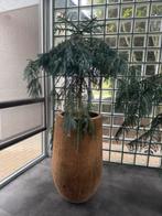 Araucaria, Ophalen of Verzenden, Overige soorten, 200 cm of meer