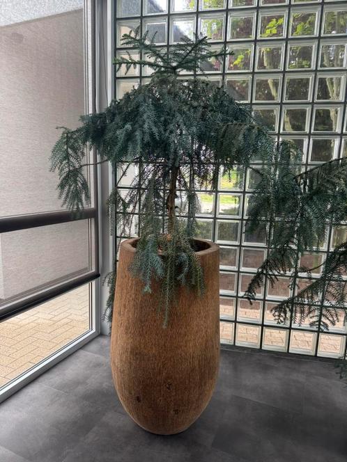 Araucaria, Huis en Inrichting, Kamerplanten, Overige soorten, 200 cm of meer, Ophalen of Verzenden