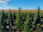 Taxus baccata., Tuin en Terras, Ophalen of Verzenden, Taxus, Haag, 100 tot 250 cm